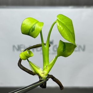 Pode incluir: Um close-up de uma pequena estaca de planta verde vibrante com várias folhas e caules. As folhas têm uma forma única e um padrão verde mais claro. A planta é segurada por uma pinça, sugerindo que está sendo manuseada para propagação ou estudo.