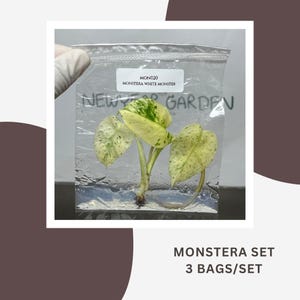 Könnte beinhalten: Ein durchsichtiger Plastikbeutel mit einem Monstera White Monster Pflanzensteckling mit panaschierten grünen und weißen Blättern. Ein weißes Etikett auf dem Beutel trägt die Aufschrift MON020 MONSTERA WHITE MONSTER. Der Text NEWYOR GARDEN ist sichtbar.