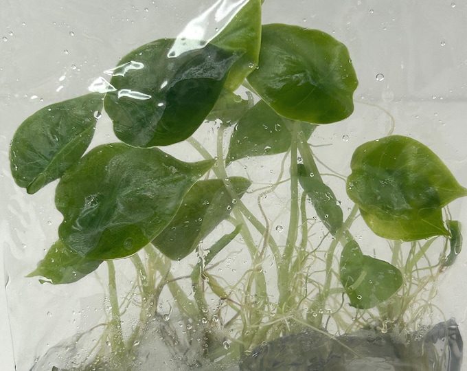 Alocasia Infernalis Tissue Culture (5 items/bag)