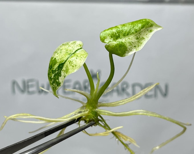 Alocasia Dragon Scale Mint Variegated Tissue Culture (1 item/bag)