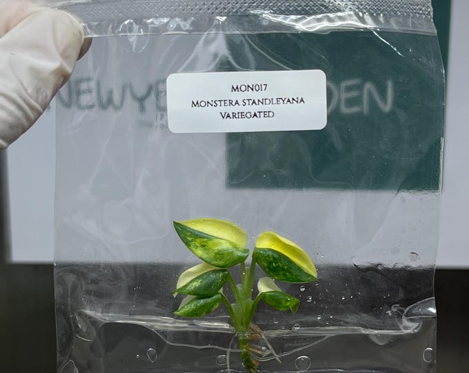 Monstera Standleyana Aurea Variegated Tissue Culture (1 item/bag)