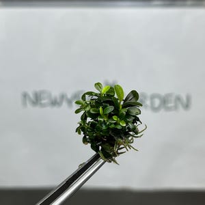 Bucephalandra Brownie Gewebekultur (1 Stück/Beutel)