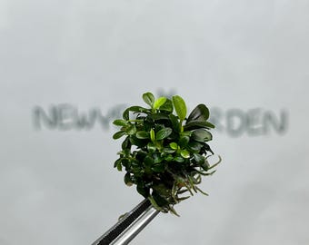 Bucephalandra Brownie Ghost Tissue Culture (1 item/bag)