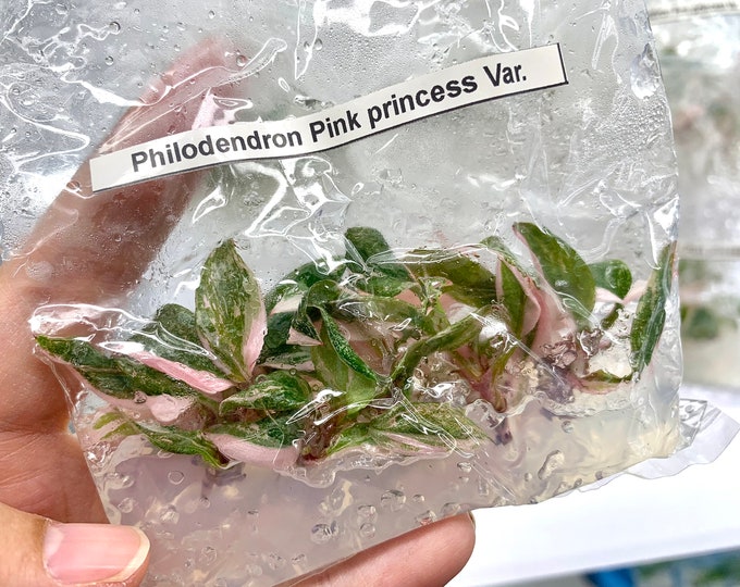 Philodendron Pink princess Var.| 1 bag (5 plants per bag) Tissue Culture