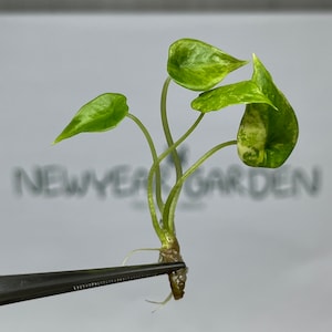Albo scalprum - Etsy 日本