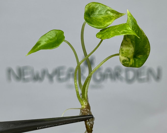 Alocasia Scalprum Aurea Variegated Tissue Culture (1 item/bag)