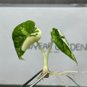 Variegated alocasia maharani - Etsy 日本