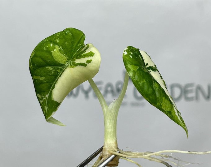 Alocasia Maharani Albo Variegated Tissue Culture (1 item/bag)