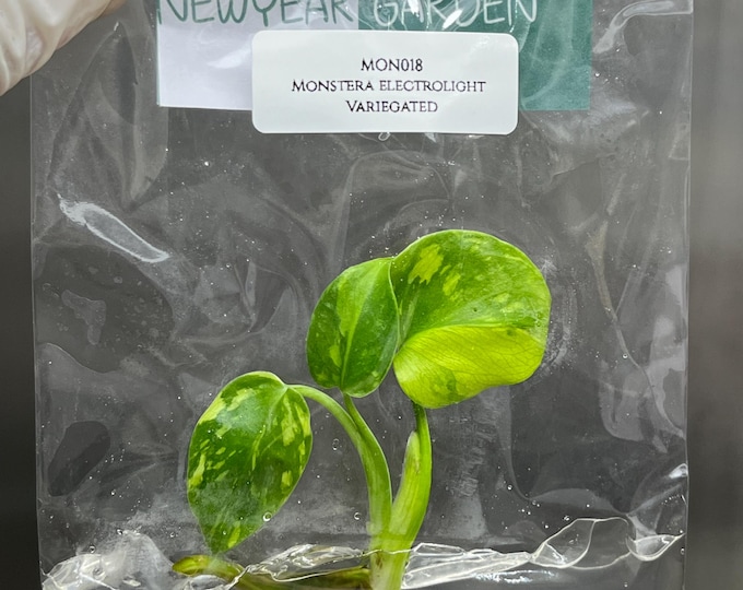 Monstera Electrolight Variegated Tissue Culture (1 item/bag)