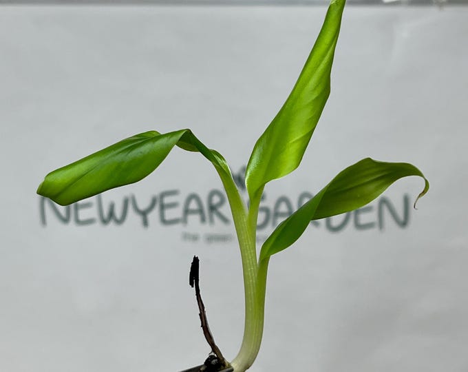 Musa Kluai Hom (Cavendish Banana) Tissue Culture (5 items/bag)