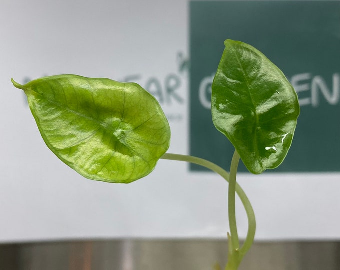 Alocasia Bisma Tissue culture (5 items/bag)