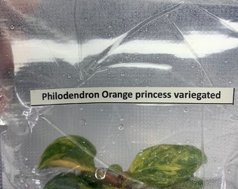 Philodendron Orange  princess Var.| 1 bag (1 plant per bag) Tissue Culture