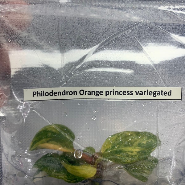 Philodendron Orange princess Var./ 1 bolsa (1 planta por bolsa) Cultivo de Tejidos