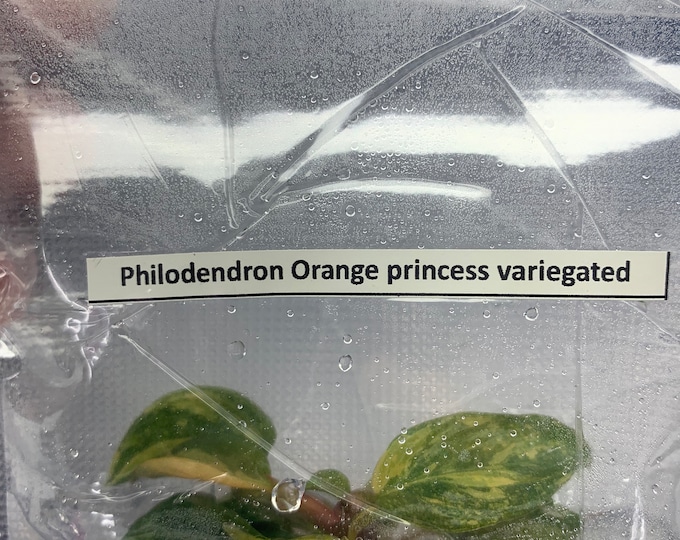 Philodendron Orange  princess Var.| 1 bag (1 plant per bag) Tissue Culture