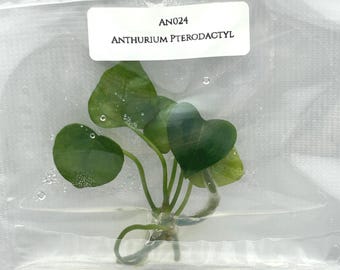 Anthurium Pterodactyl (1 plantlet/bag) Tissue culture