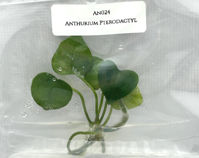 Anthurium Pterodactyl (1 plantlet/bag) Tissue culture