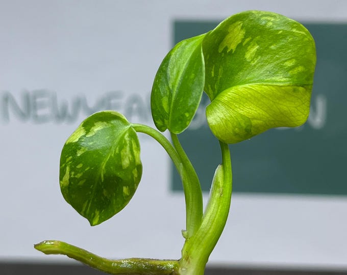 Monstera Electrolight Variegated Tissue Culture (1 item/bag)