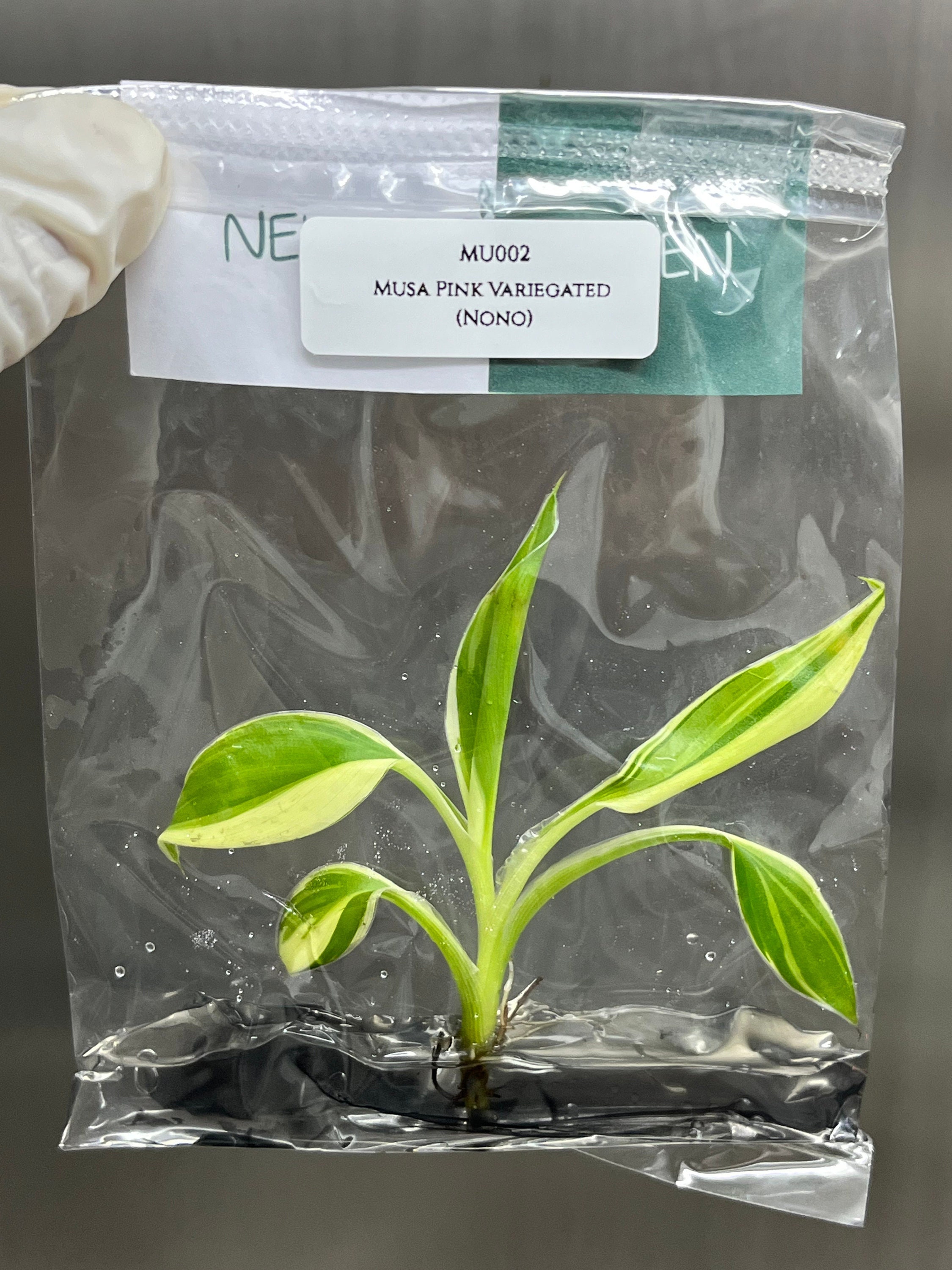 Musa Nono Pink Variegated Banana - Etsy