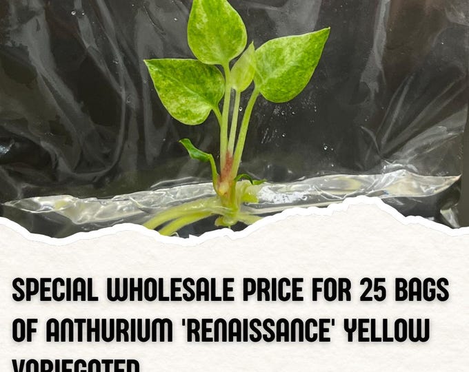 Wholesale 25 Anthurium Renaissance Yellow Variegated Tissue Culture (Counted as 1 Item to Save Shipping Cost)
