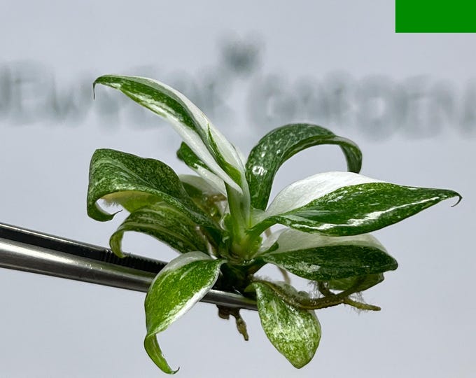 Philodendron White Wizard Variegated Tissue Culture (5 items/bag)