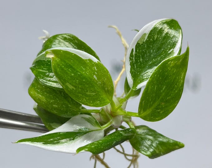 Philodendron White Princess Variegated Tissue Culture (5 items/bag)