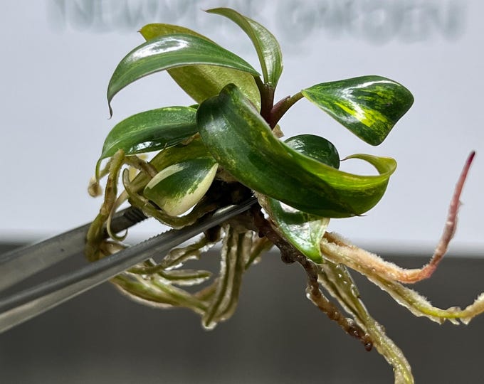 Philodendron Strawberry Shake Variegated Tissue Culture (1 item/bag)