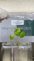Alocasia Pink Dragon Variegated (1 plantlet/bag) Tissue culture product logo