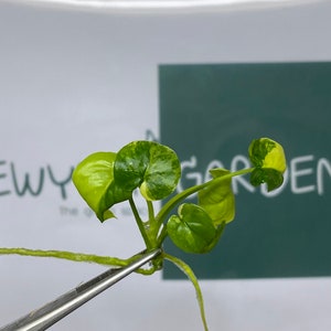 Philodendron Goeldii Mint Variegated - Etsy