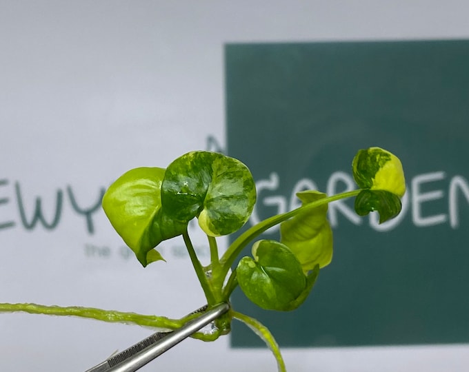 Philodendron Goeldii Variegated Tissue Culture (1 item/bag)