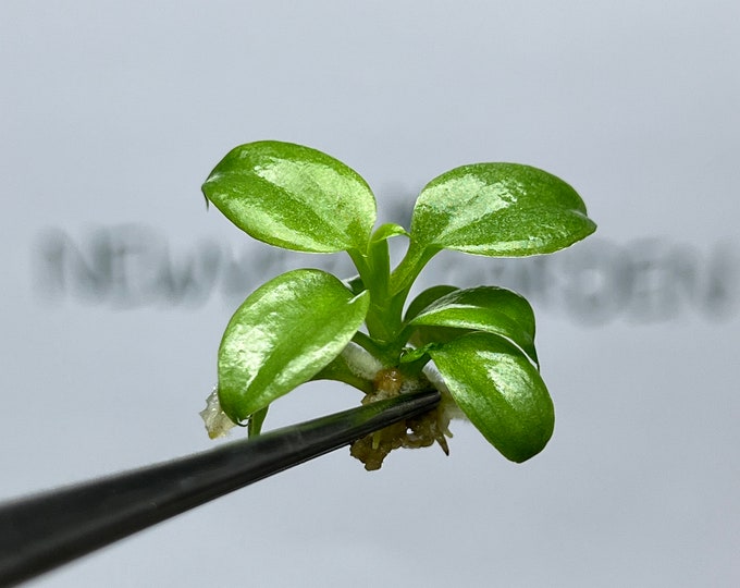 Philodendron El Choco Red Tissue Culture (5 items/bag)