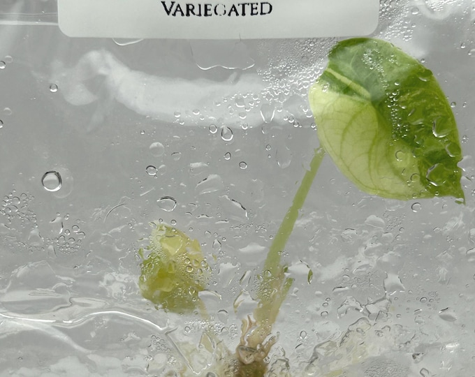 Alocasia Pride of curup Variegated (1 plant/bag) Tissue culture