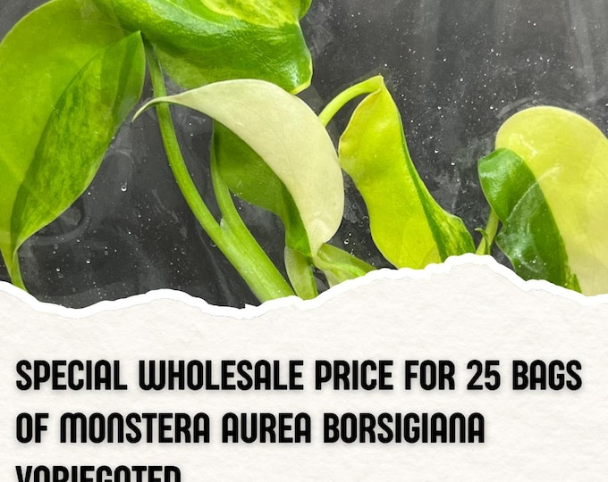 Wholesale 25 Monstera Aurea Borsigiana Tissue Culture (Counted as 1 Item to Save Shipping Cost)