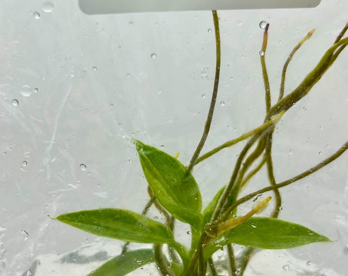 Philodendron Spiritus Sancti Variegated Tissue Culture (1 item/bag)