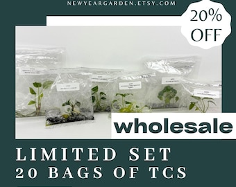 Special Set of 20 Bags of Anthurium Tissue Culture