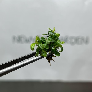 Bucephalandra Brownie Phoenix Gewebekultur (1 Stück / Beutel)