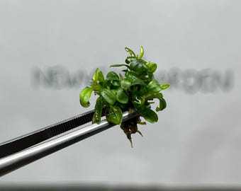 Bucephalandra Brownie Phoenix Tissue Culture (1 item/bag)