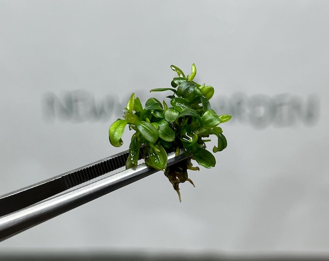 Bucephalandra Brownie Phoenix Tissue Culture (1 item/bag)