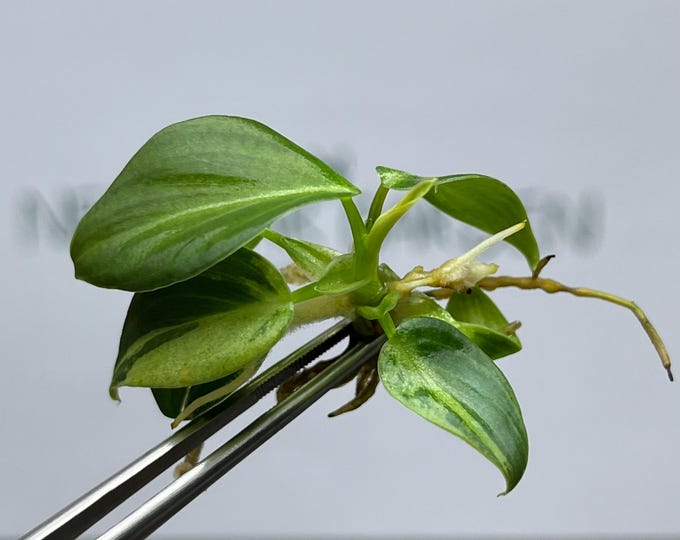 Philodendron Melanochrysum Variegated Tissue Culture (1 item/bag)