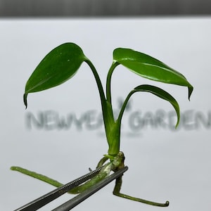 Puede incluir: Un pequeño esqueje de planta verde con dos hojas brillantes y raíces visibles sostenido por unas pinzas de metal. La planta tiene un tallo central y un nudo de color claro en la base. Al fondo, el texto NEWYEA GARDEN es visible.