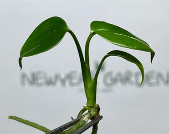 Monstera Sierrana Borsigiana Green (MEXICO) Tissue Culture (1 item/bag)