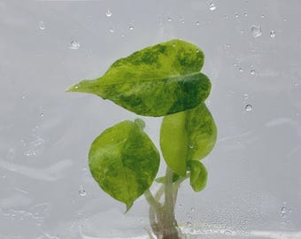 Alocasia 'Nairobi Night' Aurea Variegated Tissue Culture (1 item/bag)