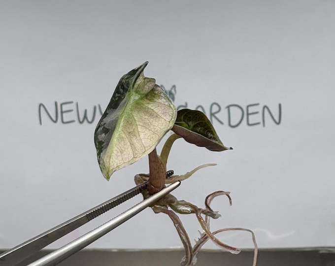 Alocasia Heart Balloon Pink Variegated (1 item/bag) (Mini Size) Tissue Culture