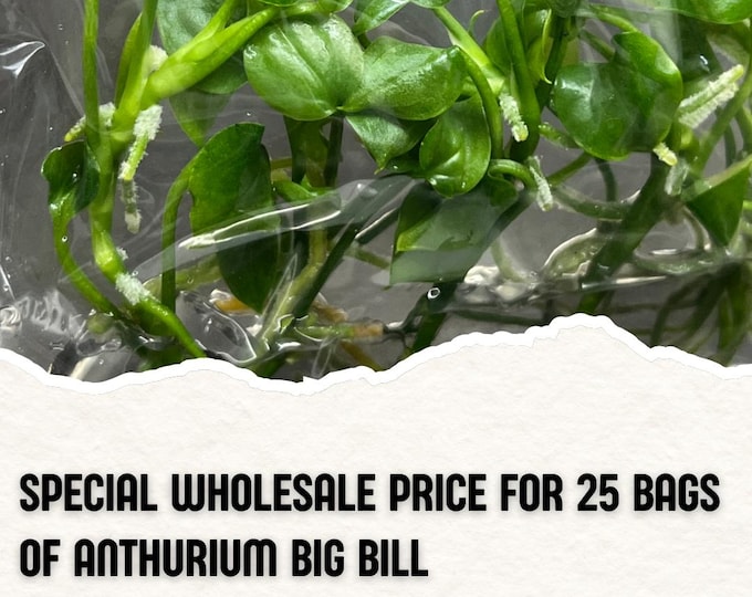 Wholesale 25 Anthurium Big Bill Tissue Culture (Counted as 1 Item to Save Shipping Cost)