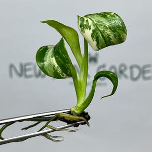 Puede incluir: Un esqueje de planta Epipremnum aureum variegada con hojas jaspeadas en blanco y verde y raíces blancas visibles, sostenido por unas pinzas de metal. El texto NEW GARDE es parcialmente visible en gris claro sobre un fondo blanco.