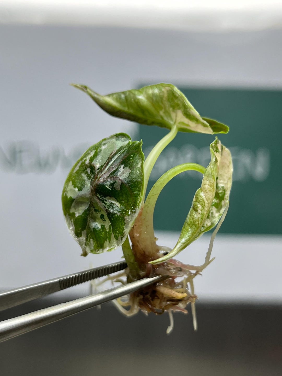 Alocasia Azlanii Variegated (pink-albo) Tissue Culture (1 Plant