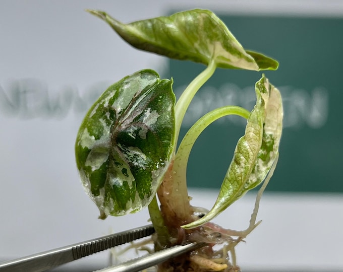 Alocasia Azlanii Variegated (Pink-Albo) Tissue Culture (1 plant/bag)