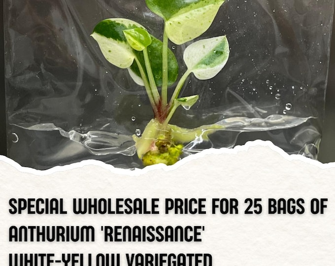Wholesale 25 Anthurium Renaissance White Yellow Variegated Tissue Culture (Counted as 1 Item to Save Shipping Cost)
