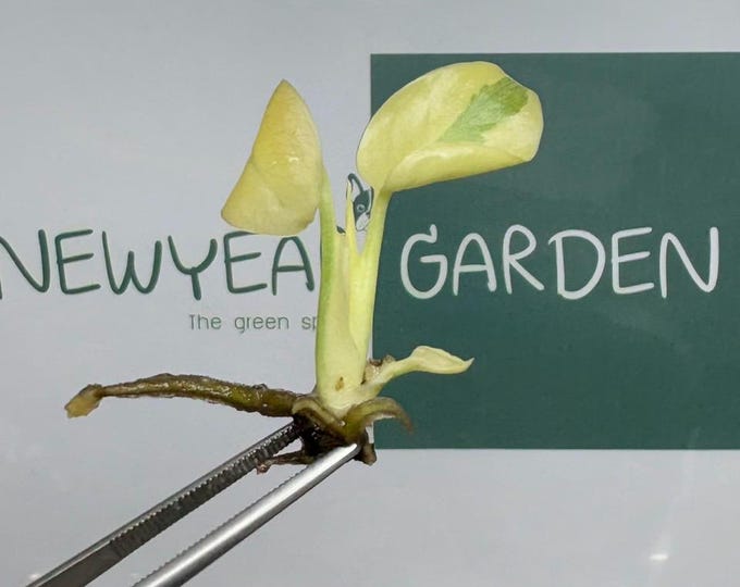 Monstera White Lava Ghost Variegated (Thai Constellation) Tissue Culture (1 item/bag)