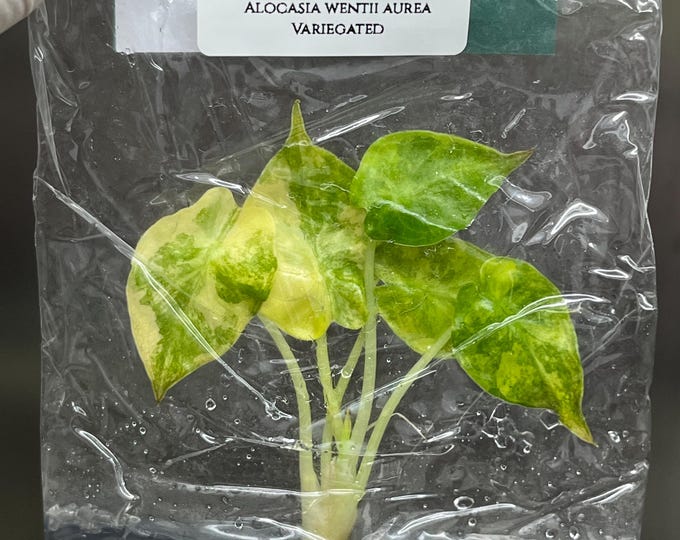 Alocasia wentii aurea Variegated (1 plantlet/bag) Tissue culture
