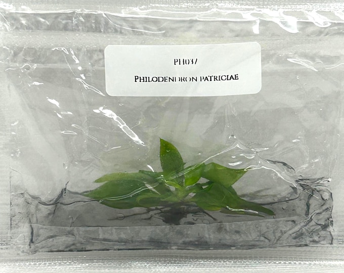 Philodendron patriciae (1 plantlet/bag) Tissue culture